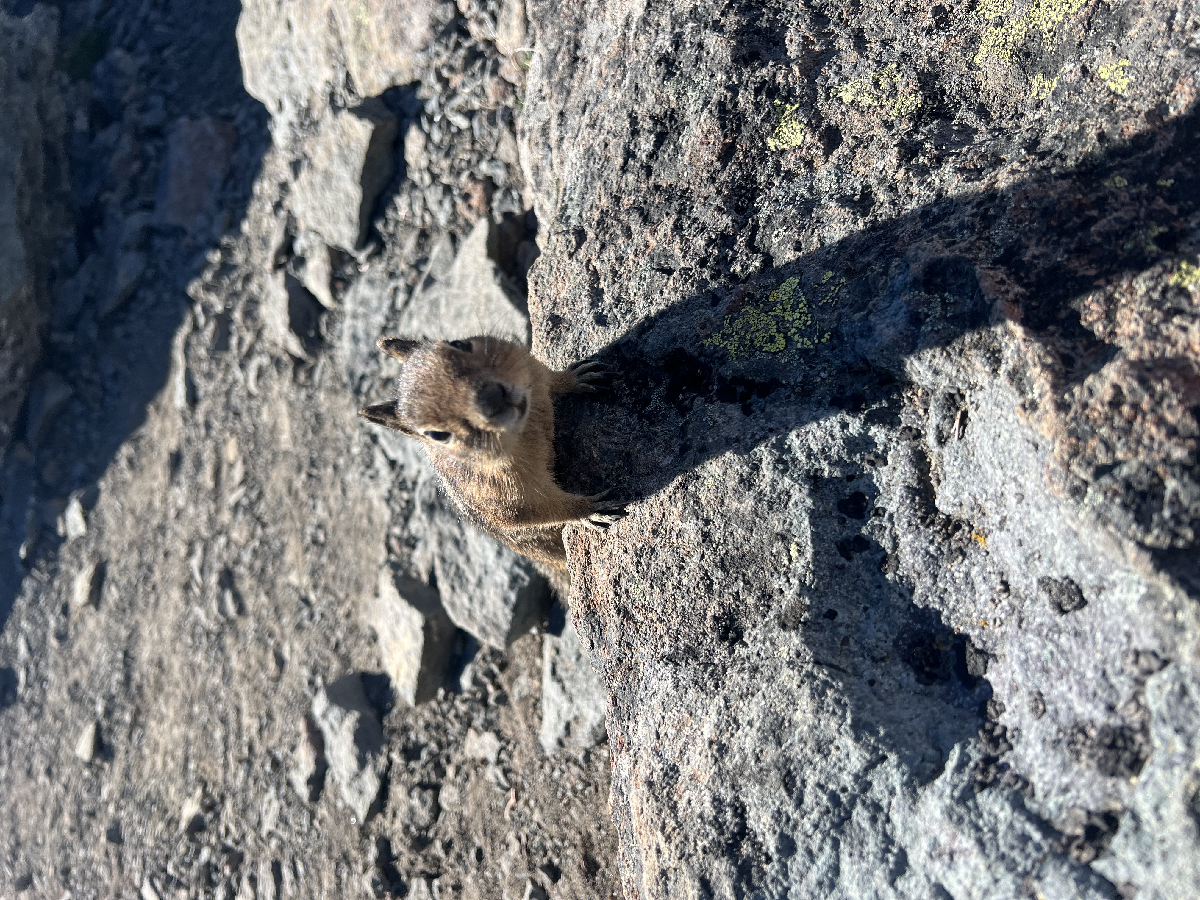 Alpine friend